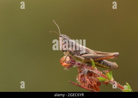 A Meadow Grasshoppers, Chorthippus parallelus, resting on a Heather plant. Stock Photo
