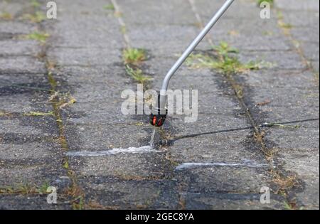 Spraying pesticide with portable sprayer to eradicate garden weeds - Weed control concept Stock Photo