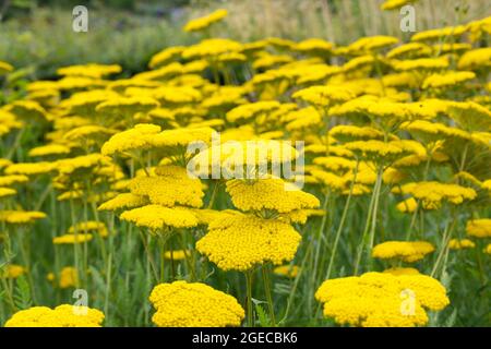 Achillea 'Coronation Gold' giant yellow yarrow flowers hardy perennial garden plants in summer UK Stock Photo