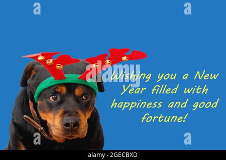 Holiday card Christmas and New Year with funny dog rottweiler in christmas deer outfit with red antlers and congratulation text Stock Photo