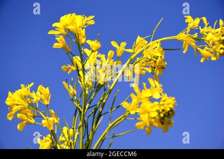 beautiful yellow flowers of mustard. blue sky in the background. selective focus Stock Photo