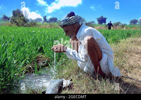 Elderly Indian farmer drinking water in his Wheat field. Water jet irrigation in wheat field. Stock Photo