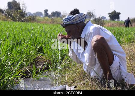 Elderly Indian farmer drinking water in his Wheat field. Water jet irrigation in wheat field. Stock Photo