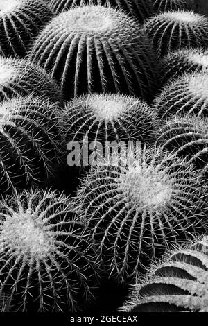 Cactus monochrome.Black and white golden barrel cactus closeup Stock Photo