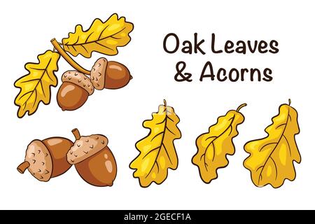 Oak Leaves and Acorns Set. Collection of hand drawn oak fruits and leaves. Autumn decorative elements. Vector illustration for logo, menu, prints, stickers, design and decoration. Premium Vector Stock Vector