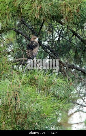 Young female Short-toed Eagle in a pine tree with the first light of dawn Stock Photo