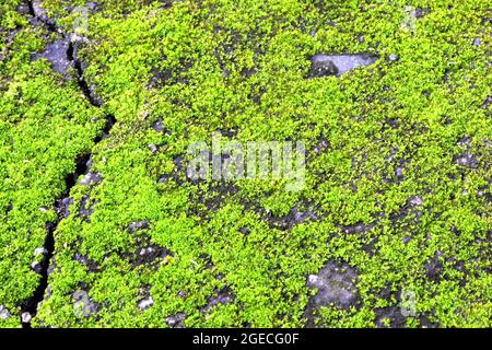 frozen moss on the old cracked wall, the green background of the wall Stock Photo