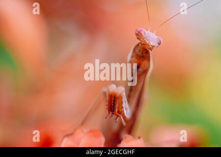 Praying mantis of orange and brown tones perched on a branch with orange leaves Stock Photo