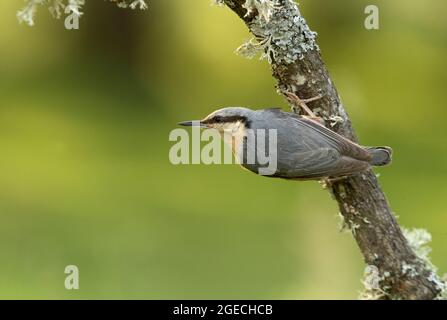 Eurasian nuthatch on an oak branch with the last lights of the day Stock Photo