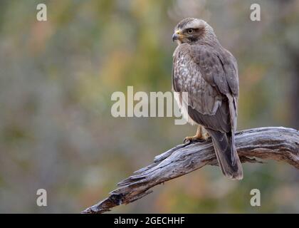 White-eyed Buzzard, Butastur teesa, Pench, Madhya Pradesh, India Stock Photo