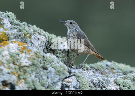 Adult female of Rufous-tailed rock thrush in its breeding territory with rutting plumage at first light of day Stock Photo