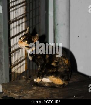 bright eyed jungle cat with fiery fur on the fence searching for food in the evening Stock Photo