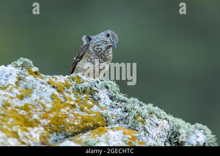 Adult female of Rufous-tailed rock thrush in its breeding territory with rutting plumage at first light of day Stock Photo