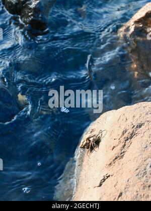 vertical shot of water waves gently hitting on the rocks with a sea crab with shell spotted on the edge of a dark blue water body in daylight Stock Photo