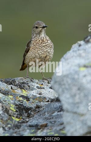 Adult female of Rufous-tailed rock thrush in its breeding territory with rutting plumage at first light of day Stock Photo