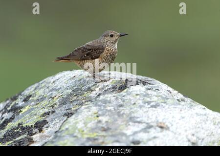 Adult female of Rufous-tailed rock thrush in its breeding territory with rutting plumage at first light of day Stock Photo