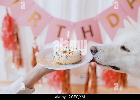 Dog birthday party. Cute dog tasting yummy birthday donut with candle on background of pink garland and decorations. Celebrating adorable white swiss Stock Photo