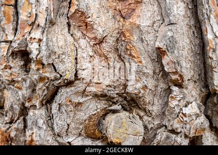 old tree bark. background or texture concept. Stock Photo