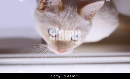 One white kitten with blue eyes sits on the windowsill and looks out the window. Stock Photo