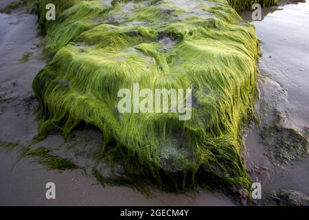 Sea Algae Photographed on the Mediterranean Shore, Israel Stock Photo