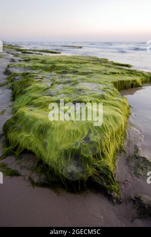 Sea Algae Photographed on the Mediterranean Shore, Israel Stock Photo