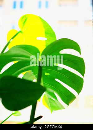 Green monstera leaves on the window. Stock Photo