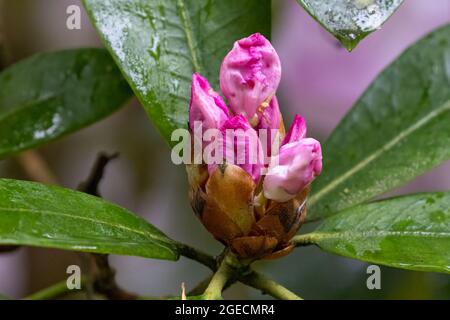 large group of pale pink rhododendron flowers curled into dark buds ready to bloom Stock Photo