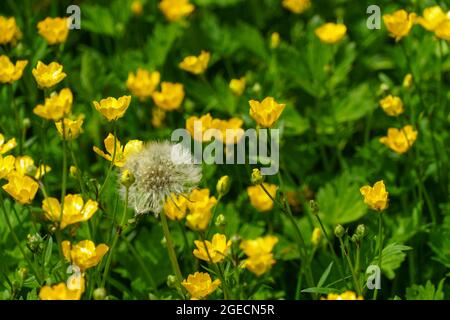 A single adult mature dandelion with a fluffy seed head stands in the centre of a circle of bright yellow buttercups with green foliage. Stock Photo