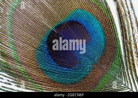 Close up of the beautiful 'eye' in a Peacock feather Stock Photo