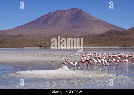 Bolivia, A flock of flamingoes at Salar de Uyuni (or Salar de Tunupa) is the world's largest salt flat Stock Photo