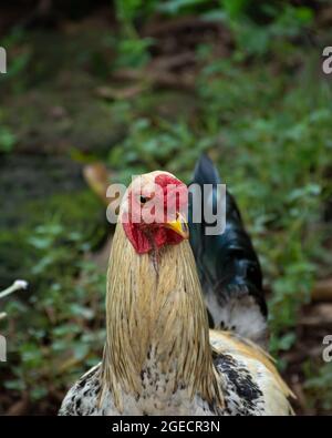 Headshot of a young chicken (Gallus gallus domesticus) or rooster moving about in the garden. Livestock or farm animals. Stock Photo