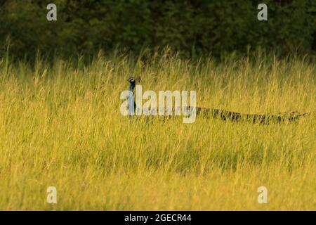 A beautiful Indian peacock (Pavo cristatus) walking in open grassland in golden evening light. Stock Photo