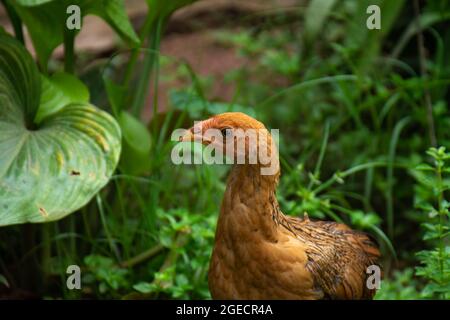 A beautiful young chicken (Gallus gallus domesticus) or hen moving about in the garden. Livestock or farm animals. Stock Photo
