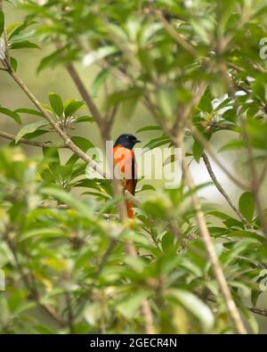 A brightly colored Orange minivet (Pericrocotus flammeus), perched on a fruit producing tree branch in Mangalore, India. Stock Photo