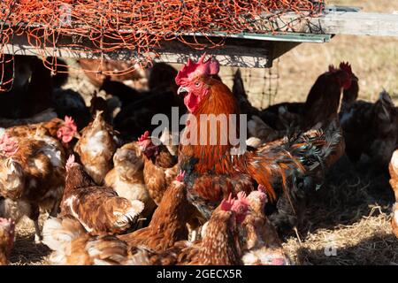Legehennen auf einem Bauernhof mit artgerechter und dem Tierwohl verpflichteter Produktion, ein stolzer Hahn sorgt für die Fortpflanzung Stock Photo