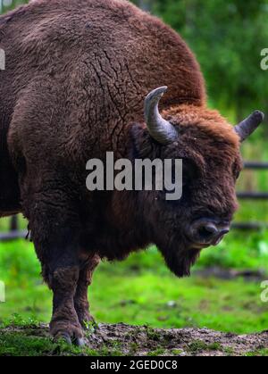 European bison part of the Wilder Blean which plans to release them into the blean landscape, the largest area of ancient woodland in Southern England Stock Photo