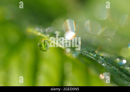 Abstract background of grass with raindrops, shallow depth of field and boke Stock Photo