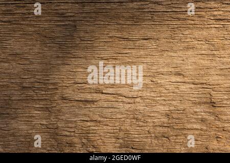 The texture of an old tree illuminated by the sun. Abstract background. Stock Photo