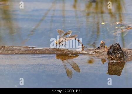 A dragonfly sitting on an old trunk, lays eggs in a pond. Close-up. Stock Photo