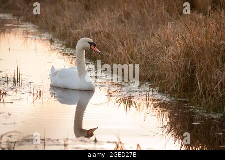 Mute swan (Cygnus olor) swimming on the water of the fenland at Woodwalton Fen in Cambridgeshire Stock Photo