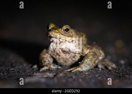 The male toad (Bufo bufo) walks along the Suffolk path on its yearly night time journey to the mating pond at West Stow Country Park Stock Photo