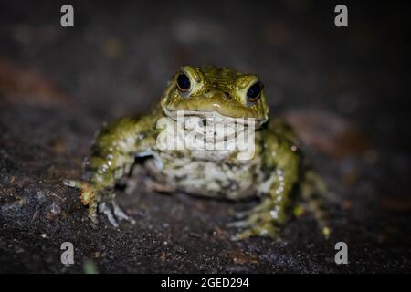 Toad (Bufo bufo) migrating to the pond at  at West Stow Country Park Stock Photo