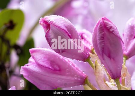 Light pink buds ready to bloom on a large rhododendron plant Stock Photo