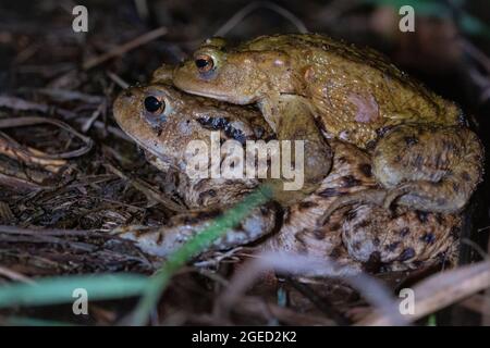 A male common toad (Bufo bufo) rides on the back of a female as they go towards the mating pool at West Stow Country Park Stock Photo