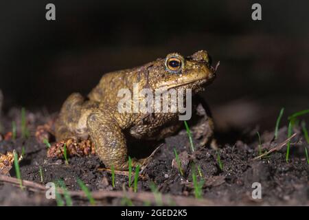 A male common toad (Bufo bufo) is on the yearly migration to the mating pond near to Bury St Edmunds, Suffolk Stock Photo