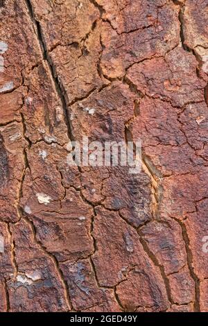 Tree bark background texture. Real wooden tree bark. Wooden pattern. Real organic wood texture. Stock Photo