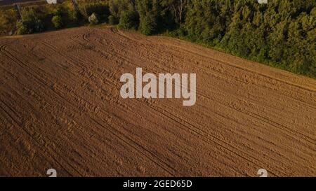 A field with ripe barley, ready for harvest.  trees grow along the edge of the field.  Aerial photography. Stock Photo