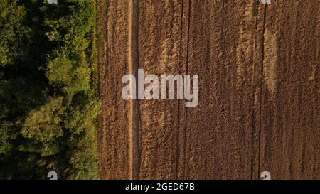 A field with ripe barley, ready for harvest.  trees grow along the edge of the field.  Aerial photography. Stock Photo