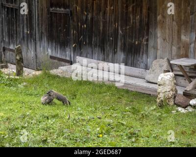marmot groundhog playing outside wooden hut in mountain Stock Photo