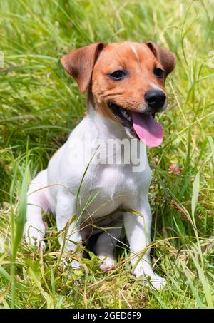 Cute puppy Jack Russell terrier posing sitting among the lush green grass. Selective focus on the subject, blurred background. Domestic animals, pets, Stock Photo